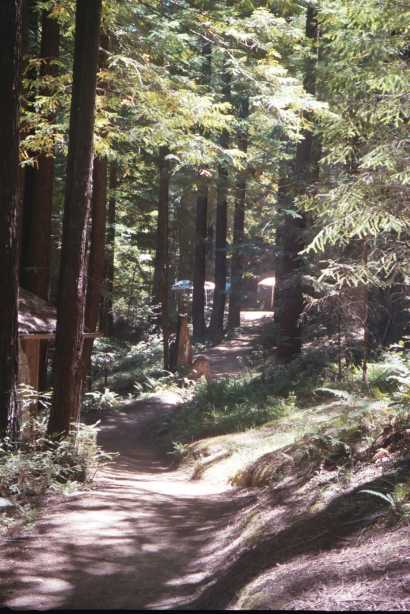 The Scenic Mendocino Woodlands