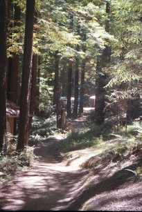 The Scenic Mendocino Woodlands