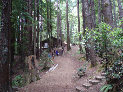 Path through Mendocino Woodlands