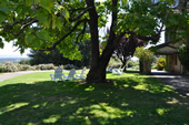 Bishop's Ranch tree and view